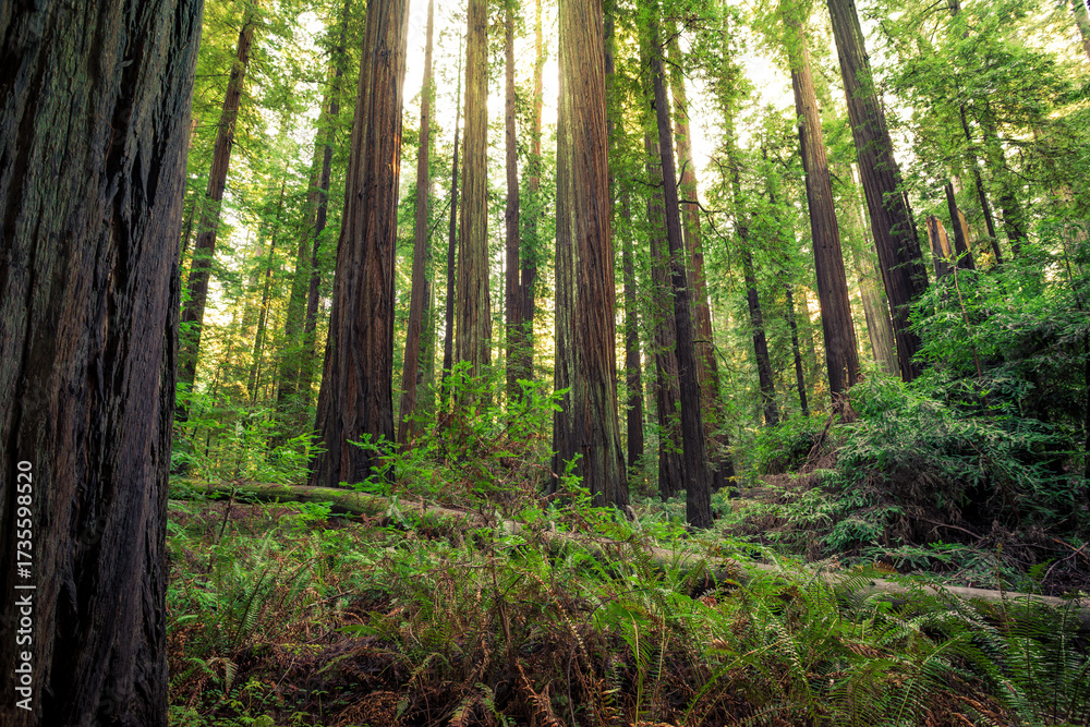 Obraz premium Light Illuminates the Redwoods, Rockefeller Loop, Redwood National and State Parks