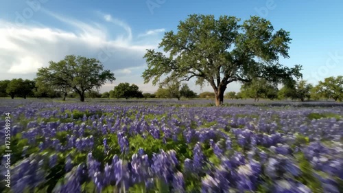 Spring blooms across a vibrant Texas Bluebonnet meadow landscape