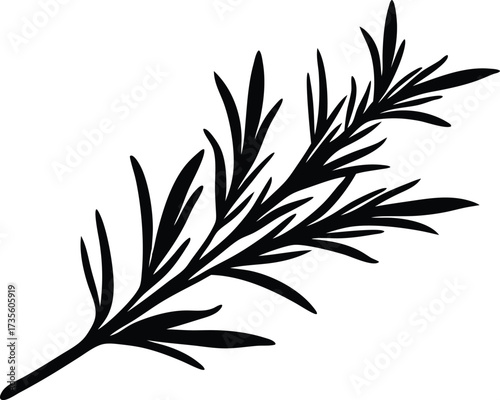 rosemary branch silhouette, aromatic sprig
