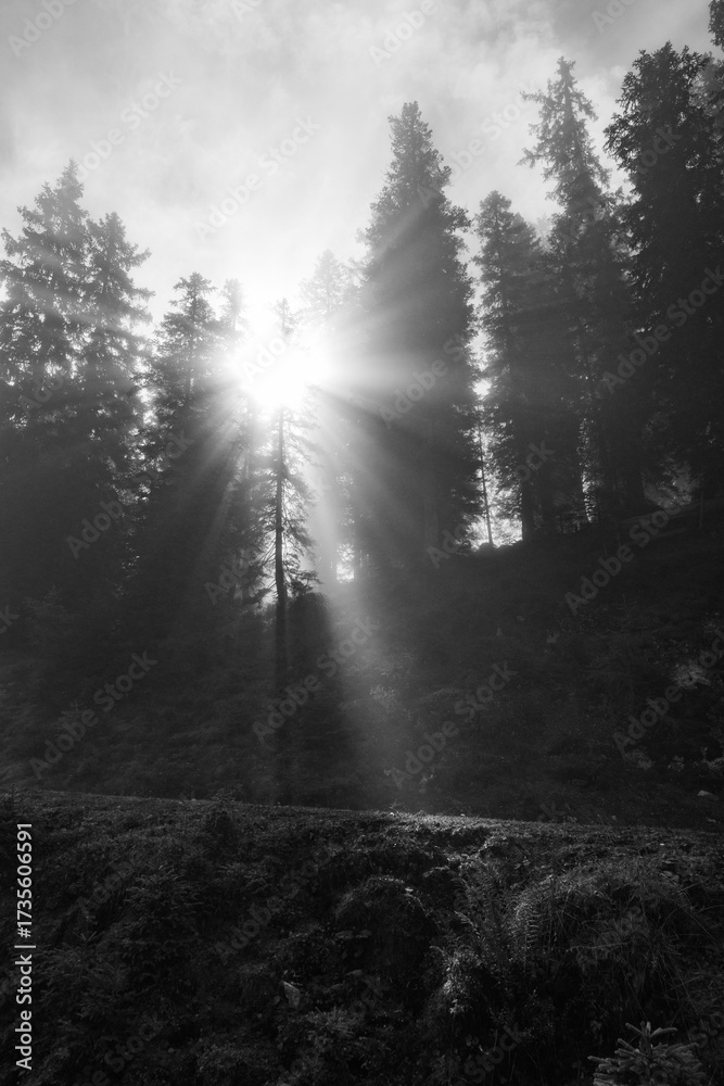 Fototapeta premium Sun rays streaming through misty forest along a quiet mountain path, peaceful woodland scenery with soft morning light and tranquil atmosphere