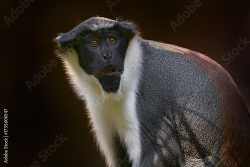 Photography Diana monkey, Cercopithecus diana, Taï National Park, Ivory Coast in Africa