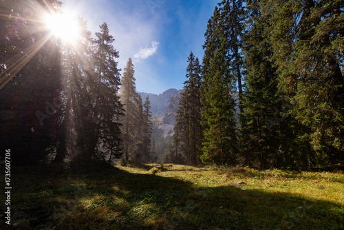 Sunlight streaming through tall evergreen forest with alpine meadow and distant rocky peaks, peaceful mountain woodland scene with warm morning light