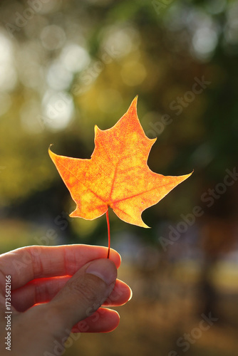A woman's hand holds a bright orange maple leaf on a natural blurred background