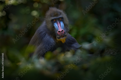 Photography Mandrill open muzzle mouth, Mandrillus sphinx, sitting on tree branch in dark tropical forest