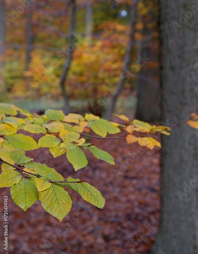 Herbst im Buchenwald