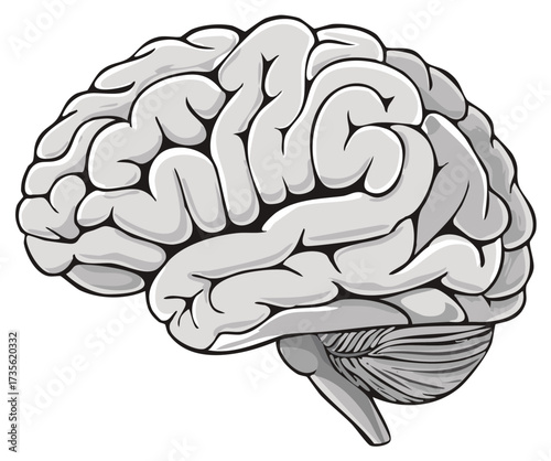 Artistic Illustration of a Human Brain Showing Anatomical Structure