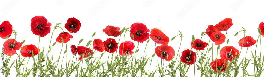 Naklejka premium Bright red poppy flowers on white background, banner design