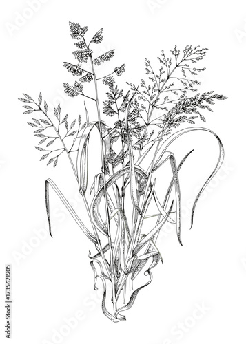 Bunch of meadow grass vector