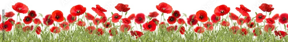 Obraz premium Bright red poppy flowers on white background, banner design