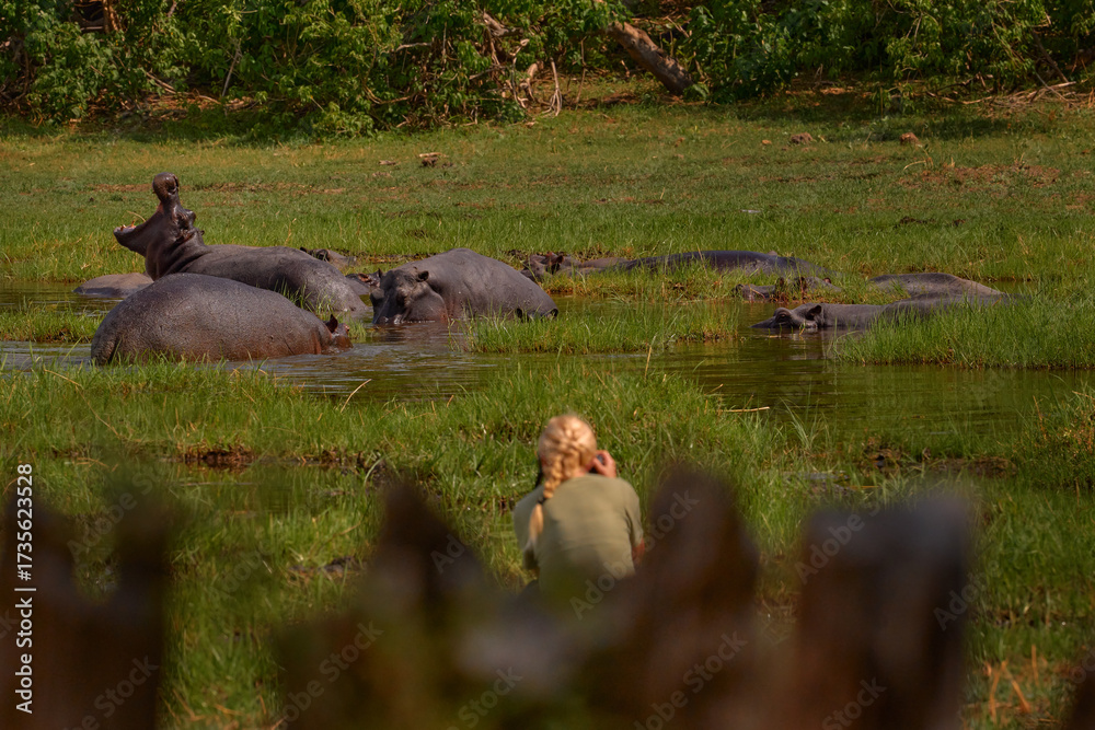 Φωτογραφία Girl photograher with hippo group in the water pond, Khwai river, Botswana in Africa