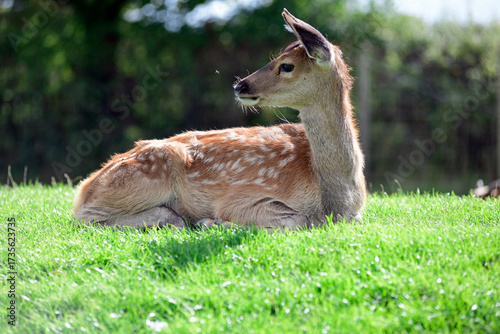 Red Deer Fawn