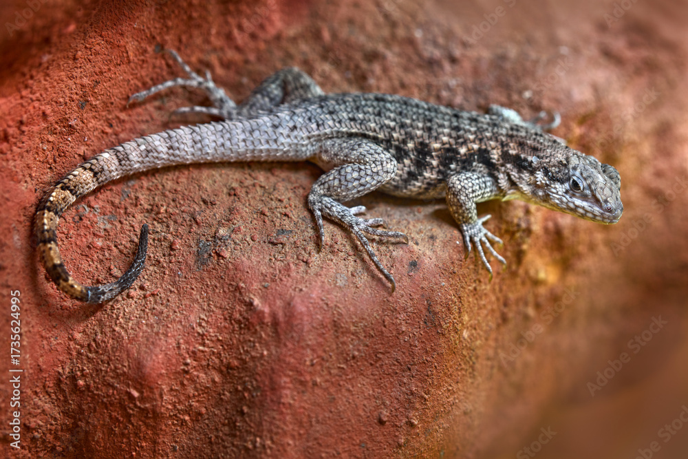 Naklejka premium Northern Curly-tailed Lizar, Leiocephalus carinatus, grey lizard in the nature habitat, Flirida in USA. Lizard in the nature habitat, red stone mountain. Wildlife.