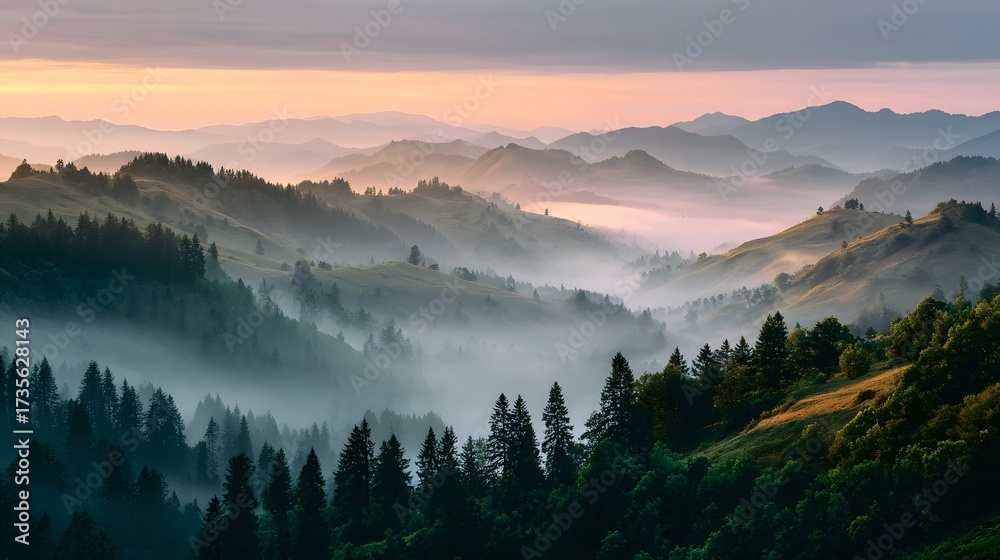 Obraz premium Misty pine forest morning scenery. Autumn forest covered in fog