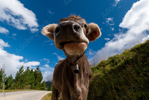Bild auf Leinwand Curious cow close-up with wide angle lens on alpine pasture, funny farm animal p