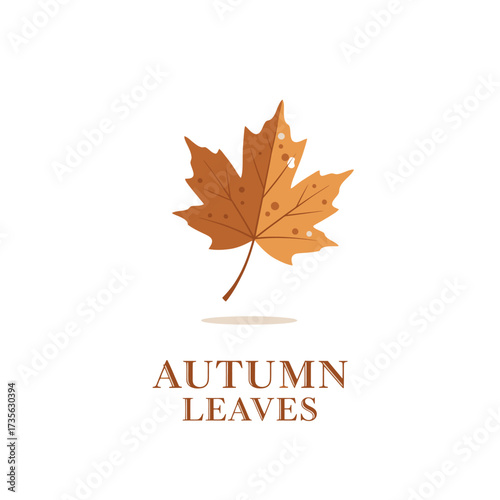 maple autumn fall orange nature yellow red season leaf 