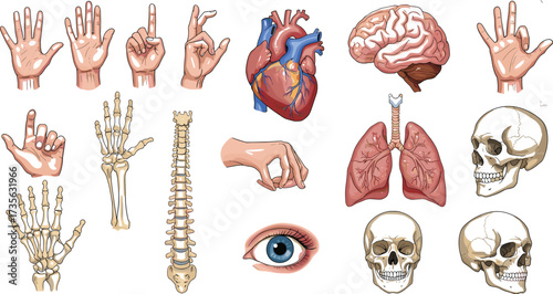 Human anatomy illustration, hand bones, heart organ, brain structure, spine diagram, eye detail, skull drawing, lungs sketch, medical chart, biology reference