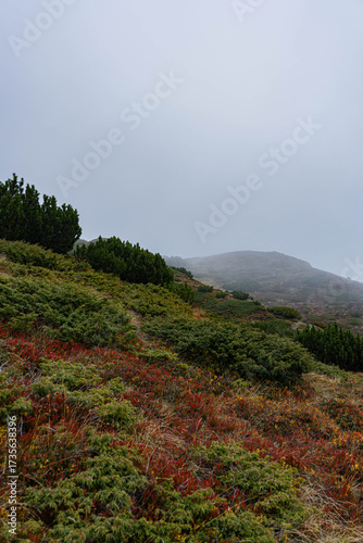 autumn colored vegetation on mountain side with small pine trees and blueberries red leaves around