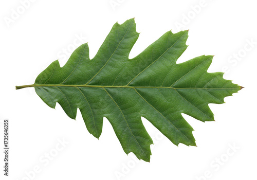 Billede på lærred Green oak leaf isolated on transparent background, nature detail of foliage in s