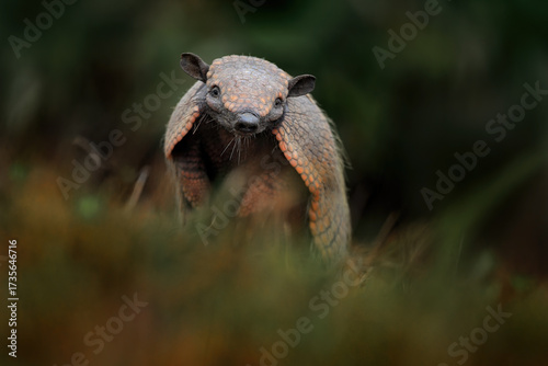 Brazil wildlife. Six-Banded Armadillo, Yellow Armadillo, Euphractus sexcinctus, Pantanal, Brazil. Wildlife scene from nature. Funny portrait of Armadillo, face portrait, hidden in grass.