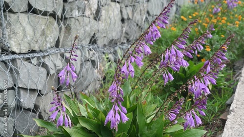 Close-up hosta plant flowers at wind. Selective focus.
