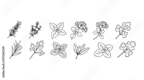 Delicate line art botanical elements featuring various herbs and flowers hand drawn style vector