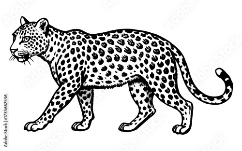 Hand-Drawn Realistic Leopard Illustration – Vintage Safari Wildlife Art.