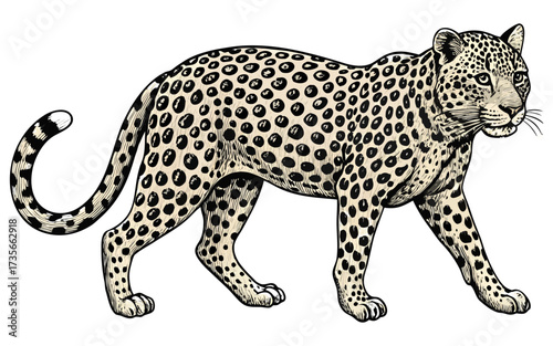 Hand-Drawn Realistic Leopard Illustration – Vintage Safari Wildlife Art.
