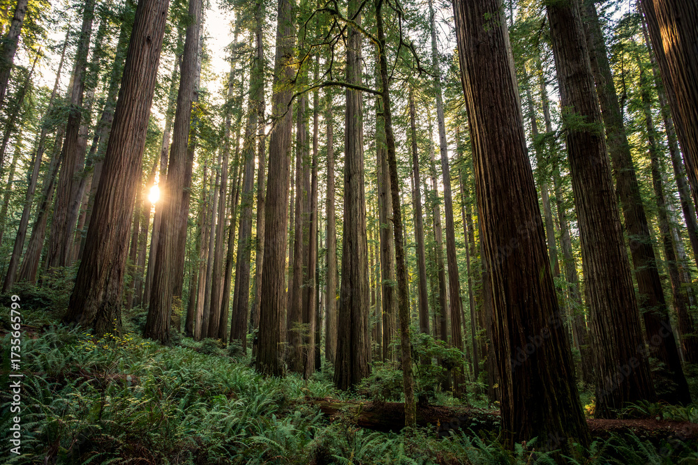 Obraz premium Stunning Sunset Glow on the Redwoods, Jedediah Smith Redwoods, Redwood National and State Parks, California