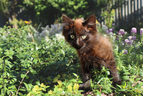 A cute black kitten peeks out from the grass in a flowerbed.