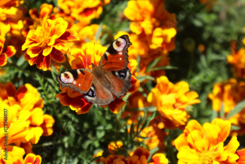 A peacock butterfly sits on an orange marigold flower. Beauty in nature.