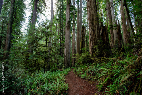 Wallpaper Mural Path in the Redwoods at Dusk, Jedediah Smith Redwoods, Redwood National and State Parks, California Torontodigital.ca