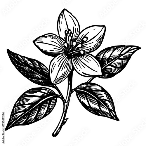 Delicate hand drawn sketch of winter jasmine flowers and branches capturing their elegant form and delicate blossoms