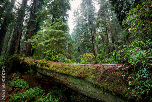Fallen Giant in the Mist, Jedediah Smith Redwoods, Redwood National and State Parks, California