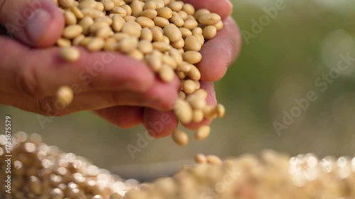 Hands pouring soybean grain into palm while farmer inspects seed quality and crop condition harvest in field closeup hand holding bean and grain for agriculture seed assessment and harvest planning