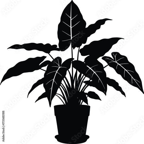 Silhouette of a large potted tropical houseplant with broad elephant ear leaves silhouette