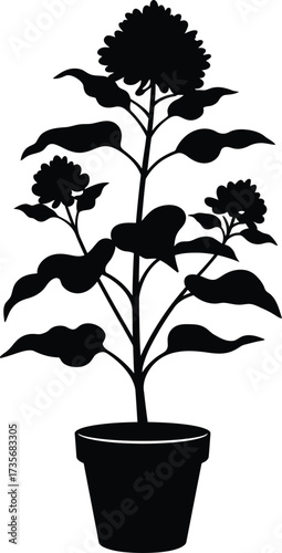 Silhouette of a tall potted plant with blossoms and leaves silhouette