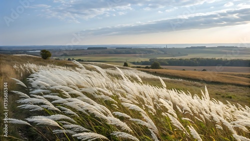 Beautiful White Wild Sugarcane Kash or Kans Grass in India in a field