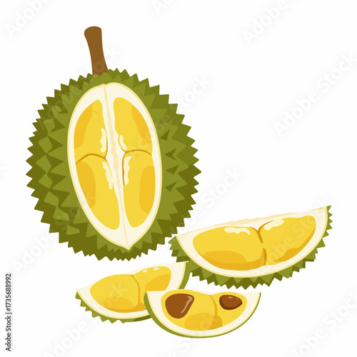 Flat Style Detailed Durian Fruit Illustration with Slices and Seeds