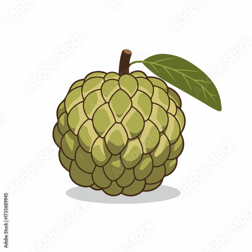 Realistic Detailed Custard Apple Illustration With Leaf Isolated on White