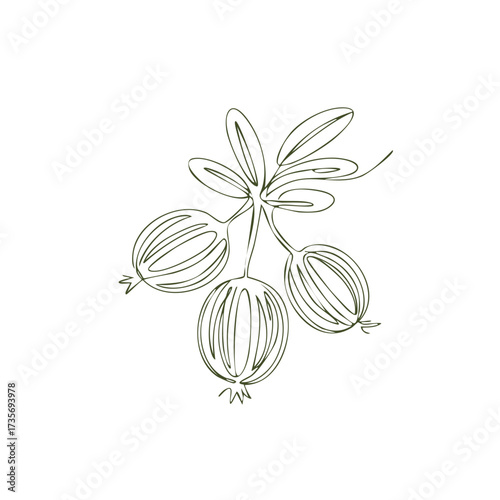 Minimalist single line drawing of ripe gooseberries on a branch with leaves