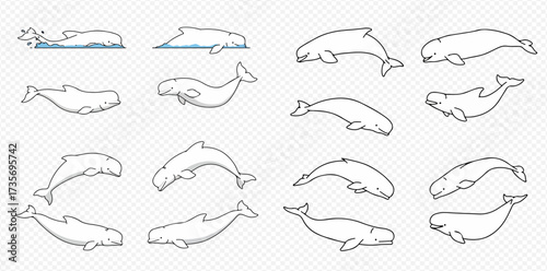 A collection of Beluga whale line drawings in various poses.
