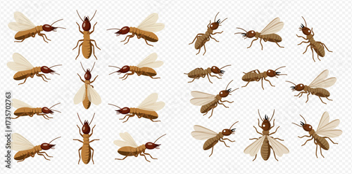 Illustration of termites, some with wings, in various positions on a transparent background.