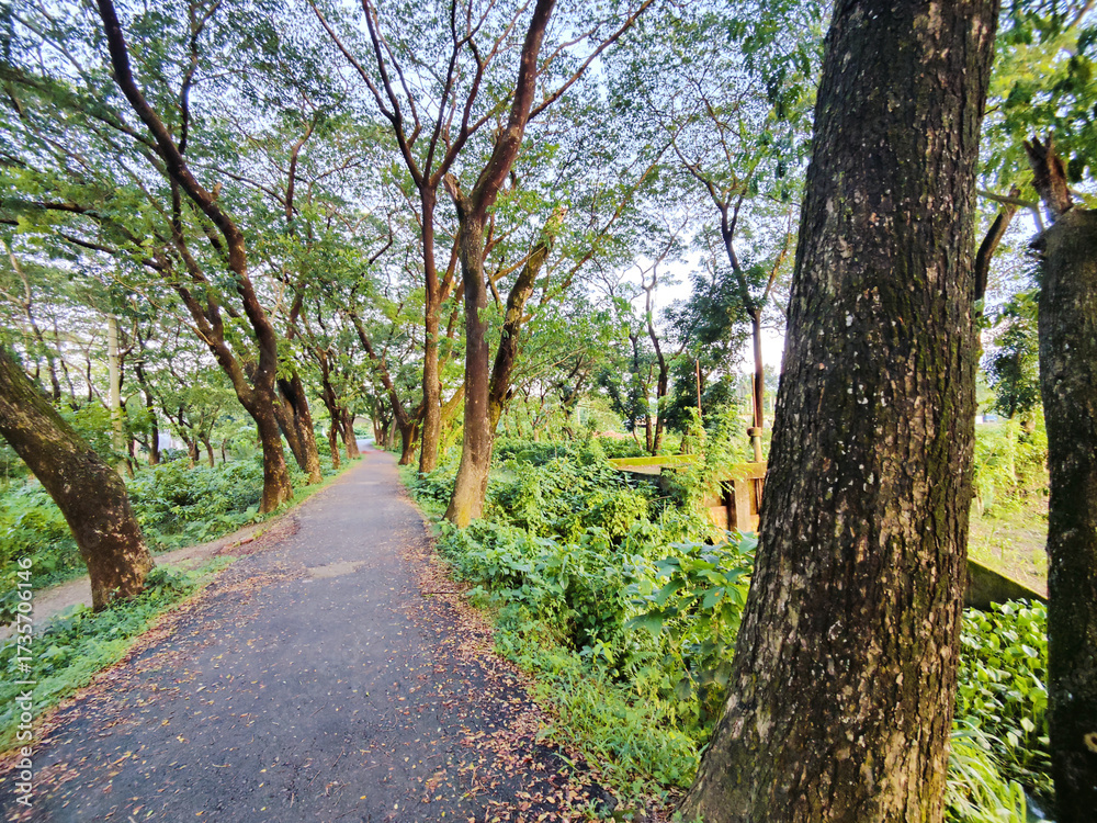 Fototapeta premium The road in the park with surrounding by various green plant