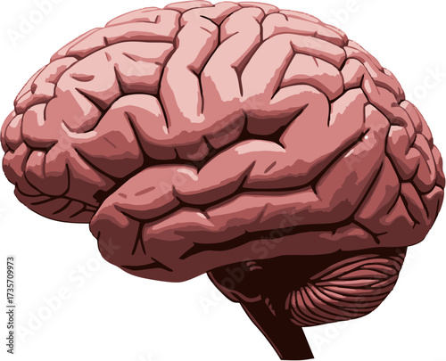 Detailed Vector Illustration of a Human Brain, Emphasizing Anatomy and Structure