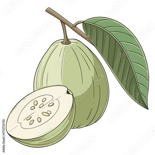 A realistic, high-resolution image of a fresh green guava with a leaf attached, sitting on a clean white background. The guava is slightly pear-shaped with a smooth, waxy skin, light green in color. T