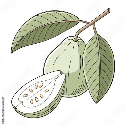A realistic, high-resolution image of a fresh green guava with a leaf attached, sitting on a clean white background. The guava is slightly pear-shaped with a smooth, waxy skin, light green in color. T