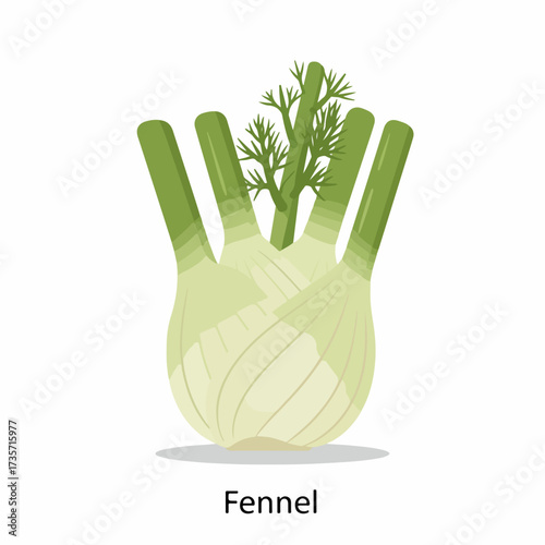 Flat Style Detailed Fennel Bulb Vegetable Illustration for Culinary Theme Designs