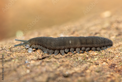 A Stunning Polychrome Velvet Worm (Peripatopsis polychroma) shooting sticky blobs of slime. A Rare Evolutionary Invertebrate on Dead Wood