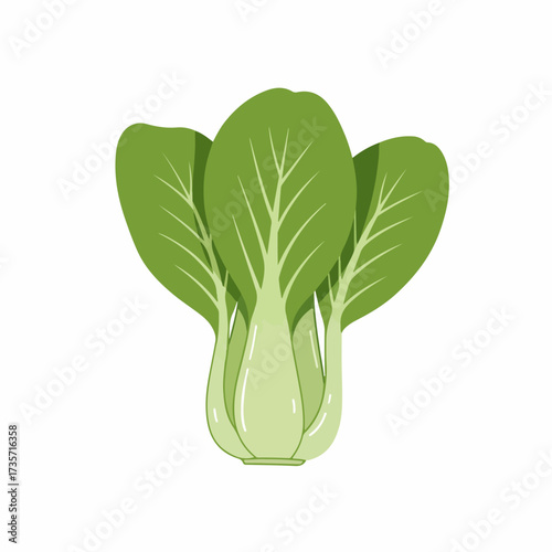 Flat Design Detailed Bok Choy Vegetable Healthy Eating Food Illustration
