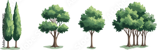 Tree comparison set showing diverse shapes, foliage structures, canopy styles, and trunk arrangements for botany, landscape, and environment design